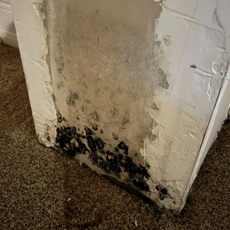 Professional Mold Removal in Denmark, SC